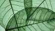 © SitiZoe - Macro detail of a bright green leaf showing an organic vein pattern and abstract nature texture in a close up foliage background