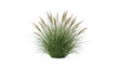 © Muhammad - Green Ornamental Grass Bush with Brown Seed Heads isolated on Transparent Background