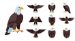 © Pandaman1102 - Bald eagle poses with transparent background