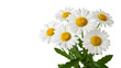 © Alishba - fresh chamomile flowers isolated on white background, herbal medicine and natural wellness concept