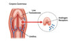 © rita - Venogenic ED Anatomy Corpora Cavernosa anatomy with low testosterone and androgen receptors