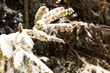© Simplementbeau. - Gros plan sur une branche de sapin vert recouverte de neige fraîche, forêt de sapins en montagne en hiver