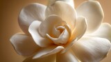 A macro photograph of a single white gardenia flower, waxy petals arranged in a spiral with soft highlights
