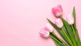 A bouquet of pink tulips lies gracefully on a soft pink background, showcasing their vibrant colors