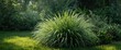 © The 2R Artificiality - Garden featuring Carex Siderosticta Shiro