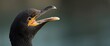 © The 2R Artificiality - Detailed shot of a cormorant's head with beak open against a blurred wildlife background, emphasizing eye, feather, and natural colors