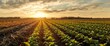 © The 2R Artificiality - Young soybean plants in rows at sunset in a rural field setting with an agricultural landscape