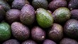© Judith - Close Up Pile Of Fresh Avocados Showing Their Rough Textured Skin In Shades Of Green And Dark Purple Highlighting The Natural Color Variation And Surface Detail Of The Fruit