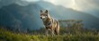 © TheWaterMeloonProjec - Alpine reservation home to European Wolf