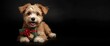© pngking - Charming doodle dog holding a holiday gift lying on black backdrop
