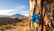 © Dedi - Bright Blue Pine Tree Sap in Arid Desert Landscape