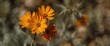 © -Quantum Pixels- - Summer and spring orange flowers, isolated plants highlighting floral beauty and nature's vibrant orange hue