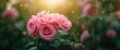 © NeuralNiche - Full-bloom roses with charming pink petals on display