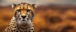 © vxnaghiyev - Captive cheetah captured in a photo