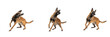 © BdGai - Belgian Malinois Dog Isolated on White Background, Belgian Shepherd Studio Shot, Berger Belge Malinois, बेल्जियम मालिनोइस, Purebred Guard Dog Cutout, Athletic Police Canine, Working Dog.