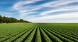 © designitsme - Panoramic View of Lush Green Agricultural Field with Crops Under Clear Blue Sky with Scattered Clouds