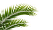 © reged - Tropical Palm Fronds With Glowing Edges On Black Background