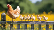 © Amina Graphics IT - Mother hen and chicks line up on wooden fence with yellow flowers background