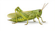 © zuchero - Green grasshopper isolated on white background, highly detailed realistic insect with clean cut out for design and educational use.