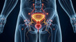 © Rashid - Detailed anatomical illustration of the male urinary system including the bladder and prostate gland within a transparent body on a dark background fo