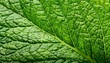 © Grover - Natural Mint Leaf Texture With Veins
