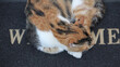 © brambi59 - Gatto su un tappetino welcome