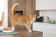 © Pixel-Shot - Cute red cat with cookies on table in kitchen