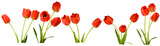 Bright red tulips arranged in different positions  during spring season isolated on transparent background, PNG file	