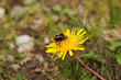 © PhotoMet - ape su fiore di tarassaco giallo in primo piano, di giorno, in un ambiente naturale, in estate