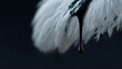 © Alexey - Black oil dripping on white feather. Environmental disaster concept for pollution and nature contamination. Ecology crisis problem.