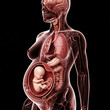 © Ruvindra - Transparent 3D anatomy of pregnant mother and developing fetus in womb with internal organs