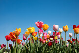 mix of colorful tulips outdoor and blue sky in the upper half