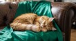 © Tanzila - cat sleeping on the couch