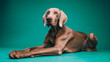 © DMegias - Weimaraner purebred dog lying down, looking ahead in a studio setting. Pet animal expressing calm and tranquility