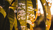 © Ombee - Mango tree affected by pests and fungal disease in tropical orchard