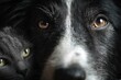 © Ifti Digital - Border collie dog portrait hiding cat, showcasing a close-up view of their expressive faces in a warm setting during late afternoon light
