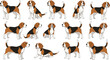 © MstGulzan - Beagle dog character collection vector illustration set featuring cute cartoon beagles in different poses for pet, animal, and mascot designs