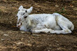 © Janiel Kaffe - White reindeer calf lying on the ground. Wildlife photography of a rare young albino or white caribou offspring resting in a natural habitat, concept of new life and innocence.