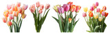 Vibrant tulips in colorful bouquets