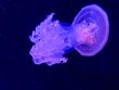 © Jonathan - Méduse violette sur fond noir – faune marine et photographie sous-marine spectaculaire