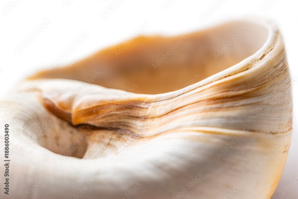Internal curves of Neverita didyma moon snail shell macro. Soft focus ...