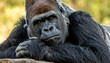 © estehgelas - Silverback gorilla rests head on arms. Eyes are alert. Fur is black with silver. Background is blurred greenery