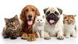 © Oleh - Adorable pets looking at camera on white background