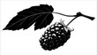 © ronal - A monochrome illustration of a blackberry with a large leaf against a clean white backdrop