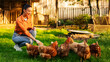 © Home-stock - Young woman feeding her chickens kneeling on the grass, hens walking on farm backyard, side view shot