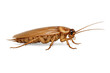 © PNG Kingdom  - Cockroach, brown pest insect, crawling, side view, close up, transparent background, house infestation concept