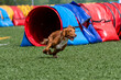© Luis - Dog runs through agility tunnel during outdoor training in bright sunny weather