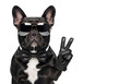 © Julianne - a pure black french bulldog wearing gold aviator sunglasses and a black silk bowtie, making a 'v' sign with a gloved paw, high-key studio commercial photography concept