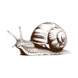 © Mdekramul - Detailed illustration of a snail with shell