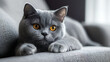 © rafliand - Close-up of a Calm Grey Cat with Amber Eyes Resting on a Softer Grey Couch in a Cozy Home